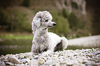 lying Standard Poodle