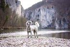 standing Standard Poodle