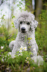 lying Standard Poodle