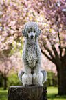 sitting Standard Poodle