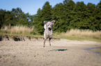 running Standard Poodle