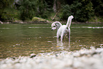 standing Standard Poodle