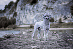 standing Standard Poodle