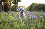 sitting Standard Poodle