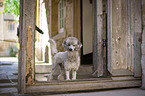 standing Standard Poodle