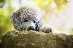 lying Standard Poodle