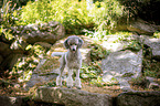 standing Standard Poodle