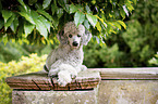 lying Standard Poodle