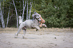 running Standard Poodle