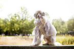 sitting Standard Poodle