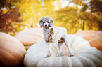 standing Standard Poodle