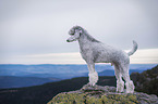 standing Standard Poodle