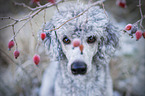 Standard Poodle portrait