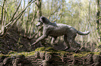 running Standard Poodle