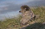 lying Standard Poodle