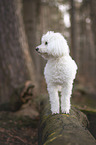 standing Standard Poodle