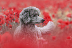 Standard Poodle in the poppy field