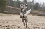 running Standard Poodle