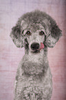 Standard Poodle portrait