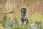 sitting Standard Poodle