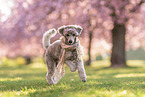 running Standard Poodle