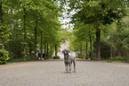 standing Standard Poodle