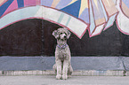 sitting Standard Poodle