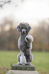 Royal Standard Poodle gives paw