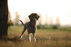 Royal Standard Poodle