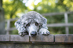 lying Royal Standard Poodle