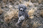 Standard Poodle gives paw