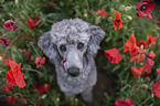 sitting Standard Poodle