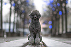 sitting Standard Poodle