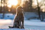 standard poodle in the snow