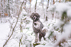 standard poodle in the snow