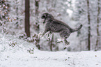 standard poodle in the snow