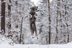 standard poodle in the snow