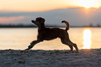 jumping standard poodle