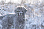 standard poodle in the snow