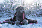 standard poodle in the snow