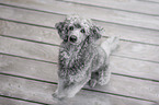 sitting standard poodle