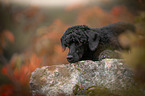 lying Royal Standard Poodle