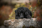 lying Royal Standard Poodle