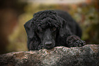 lying Royal Standard Poodle