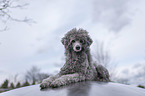 lying Royal Standard Poodle