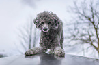 Royal Standard Poodle takes a bow