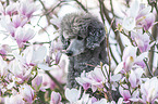 Royal Standard Poodle Portrait