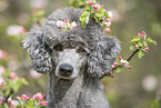 Royal Standard Poodle Portrait