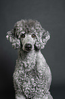 Royal Standard Poodle Portrait