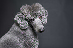 Royal Standard Poodle Portrait